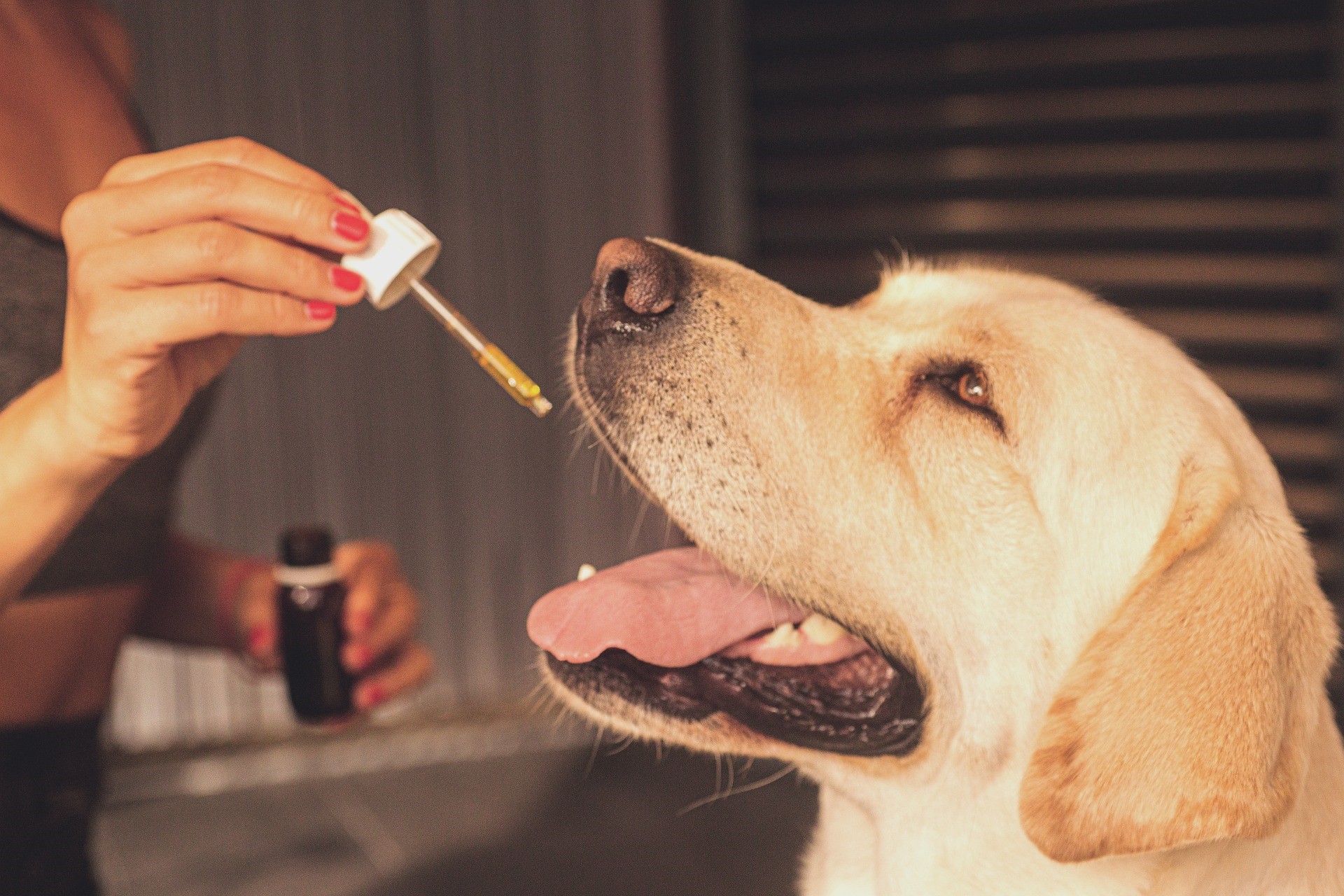 best cbd oil for pets